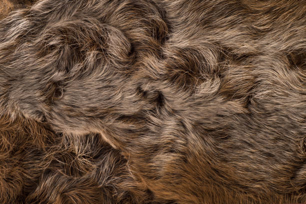 istock The fur is gray brown karakul lambskin. Texture, background 1156973267