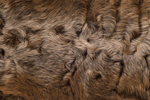 istock The fur is gray brown karakul lambskin. Texture, background 1156973356