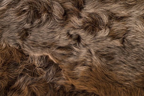 Sheepskin Astrakhan Coat Fur Stock Photos, Pictures & Royalty-Free Images -  iStock