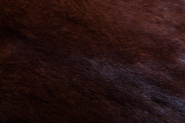 istock Natural mink fur brown, short pile. Background, texture 1156973544