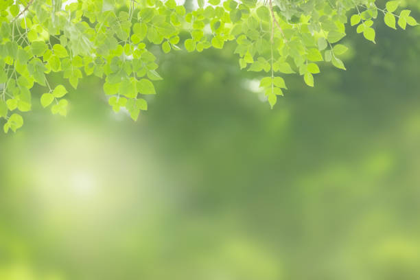 istock Close up of nature view green leaf on blurred greenery background under sunlight with bokeh and copy space using as background natural plants landscape, ecology wallpaper concept. 1156973742