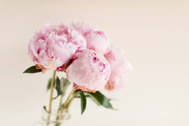 istock Pink Peony Flowers 1156975555