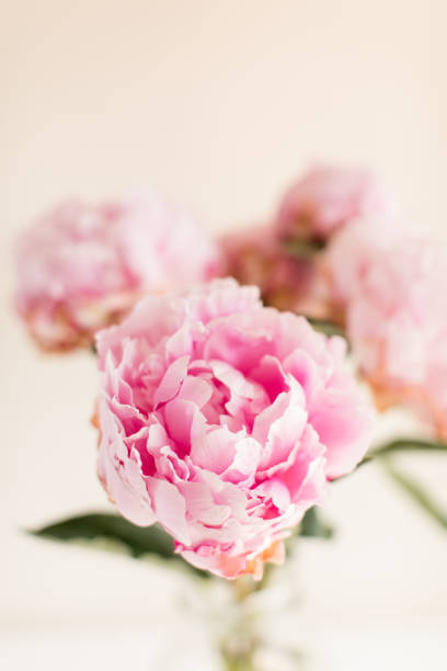istock Pink Peony Flowers 1156975585
