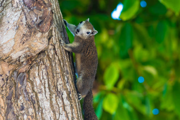 istock Squirrel on a tree. The photograph shows a squirrel on a tree 1156977116