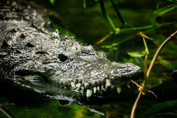 Crocodile floats on water surface among dense vegetation