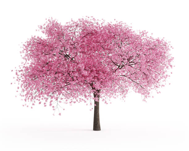 blühender sauerkirschbaum - japanische blütenkirsche stock-fotos und bilder