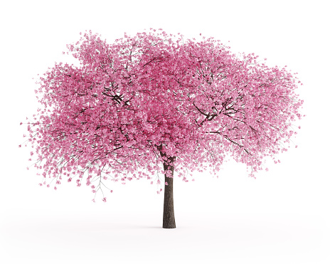 Digitally generated blooming sour cherry tree (Prunus cerasus) isolated on white background.\n\nThe scene was rendered with photorealistic shaders and lighting in Autodesk® 3ds Max 2019 with V-Ray 3.7 with some post-production added.