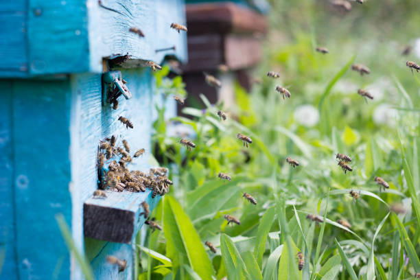 istock bees carry nectar to the hive. Flying bees in the spring. 1156986259