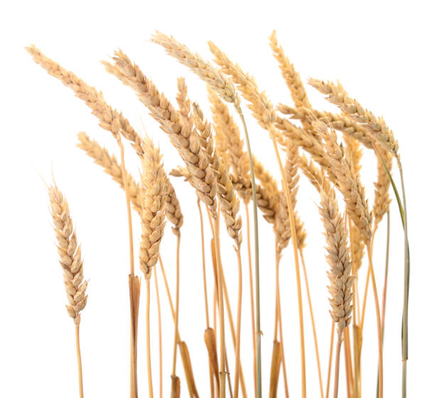 istock Bunch of ripe wheat ears. 1156986394