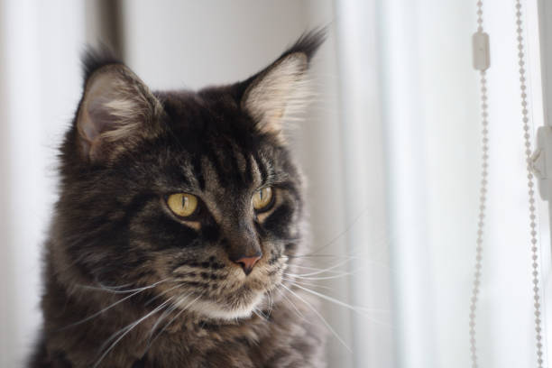 istock Maine Coon cat looks out the window, pet 1156987171
