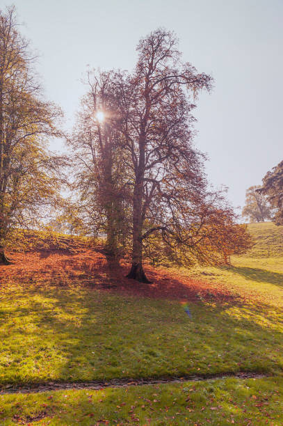 istock Autumn in the park - natural scenery 1156987192