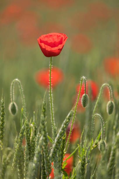 Red poppy on the field
