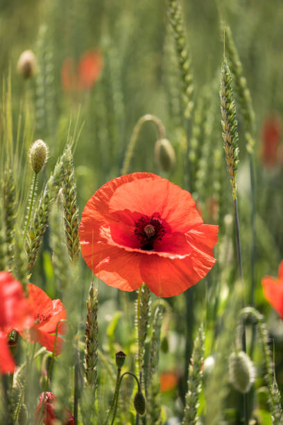 Red poppy on the wheat field