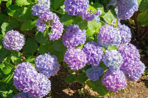 fleurs d'hydrangea dans le jardin - hydrangea gardening blue ornamental garden photos et images de collection