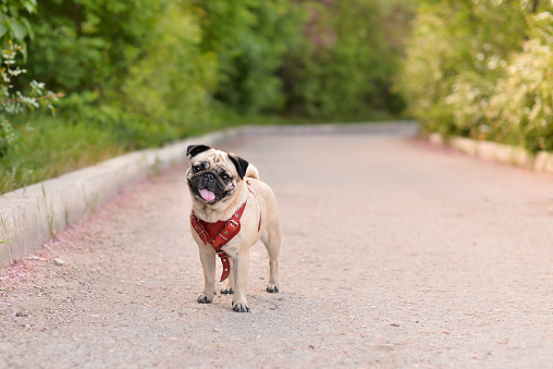 pug standing in the summer garden