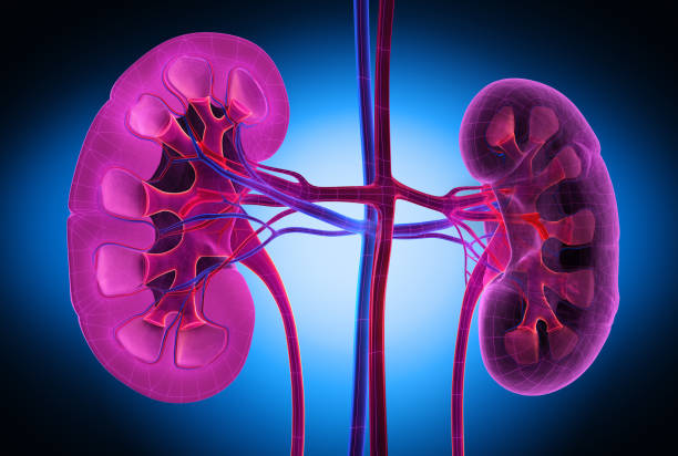 Human Kidneys - Medical Illustration 3D illustration of human kidneys with cross-section - close-up kidney failure stock pictures, royalty-free photos & images