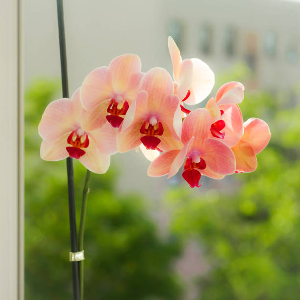 istock Orchid in the window on a background of greenery 1156991228