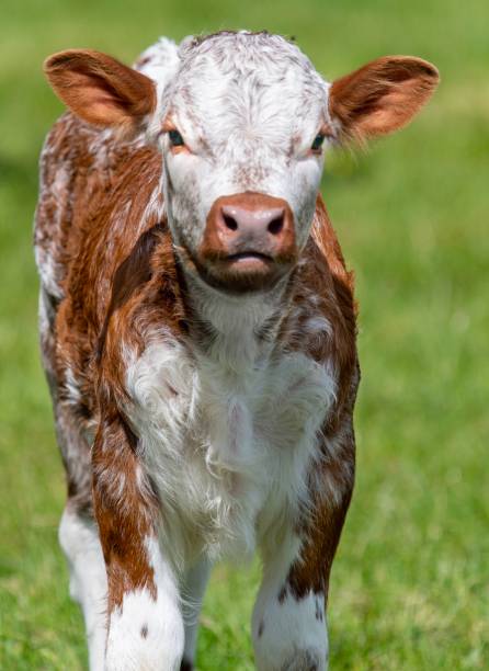 istock Longhorn Cow 1156991970