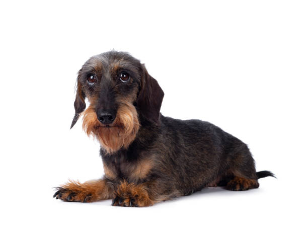 istock Senior boar mini wirehair teckel on white 1156991985