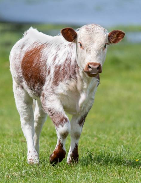 istock Longhorn Cow 1156992060