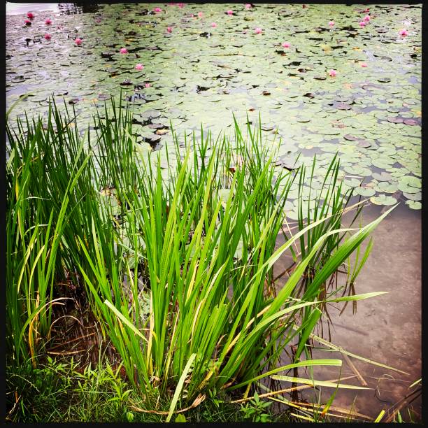 istock Pond Plants and Lily Pads 1156992092