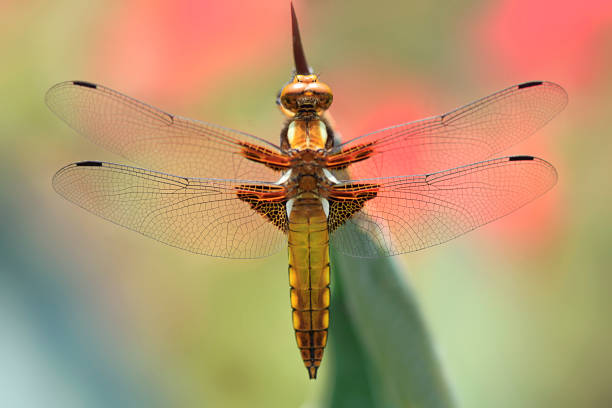istock colorful dragonfly sitting on plant 1156992099
