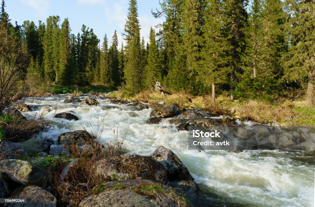 rivière dans les montagnes de Sayan, Ergaki, Sibérie du sud-est - Photo de Arbre libre de droits