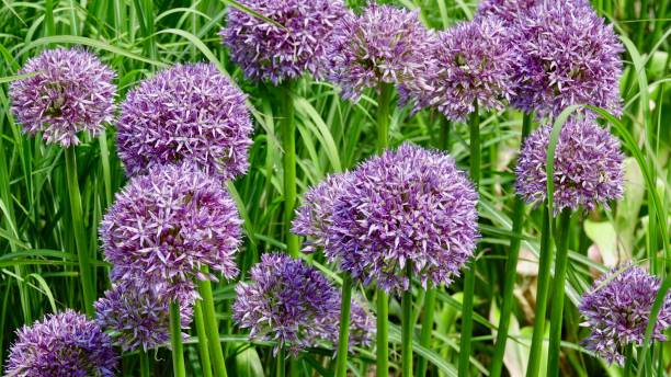 istock Allium from bud to flower 1156992604