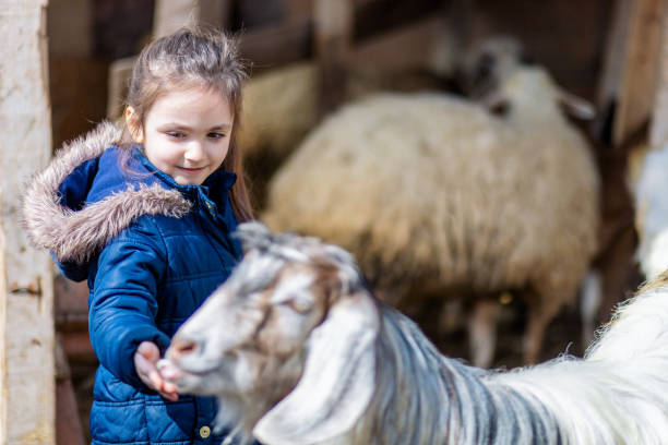 istock little Girl and Lamb 1156992622