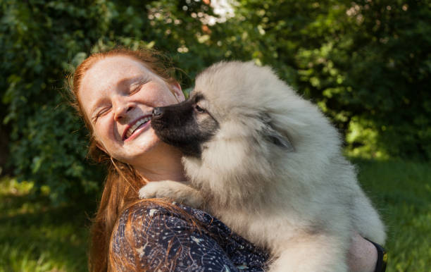 ragazza e cucciolo - keeshond foto e immagini stock