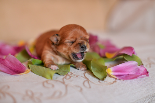 little redhead puppy chihuahua lies yawns sneezes in flower petals