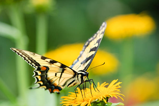 Tiger Swallowtail Butterfly sitting on a yellow flower