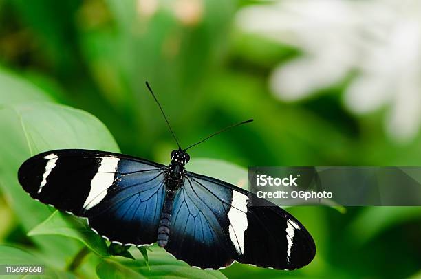 トップセーラ Longwing の蝶の眺め - カラフルのストックフォトや画像を多数ご用意 - カラフル, カラー画像, クローズアップ
