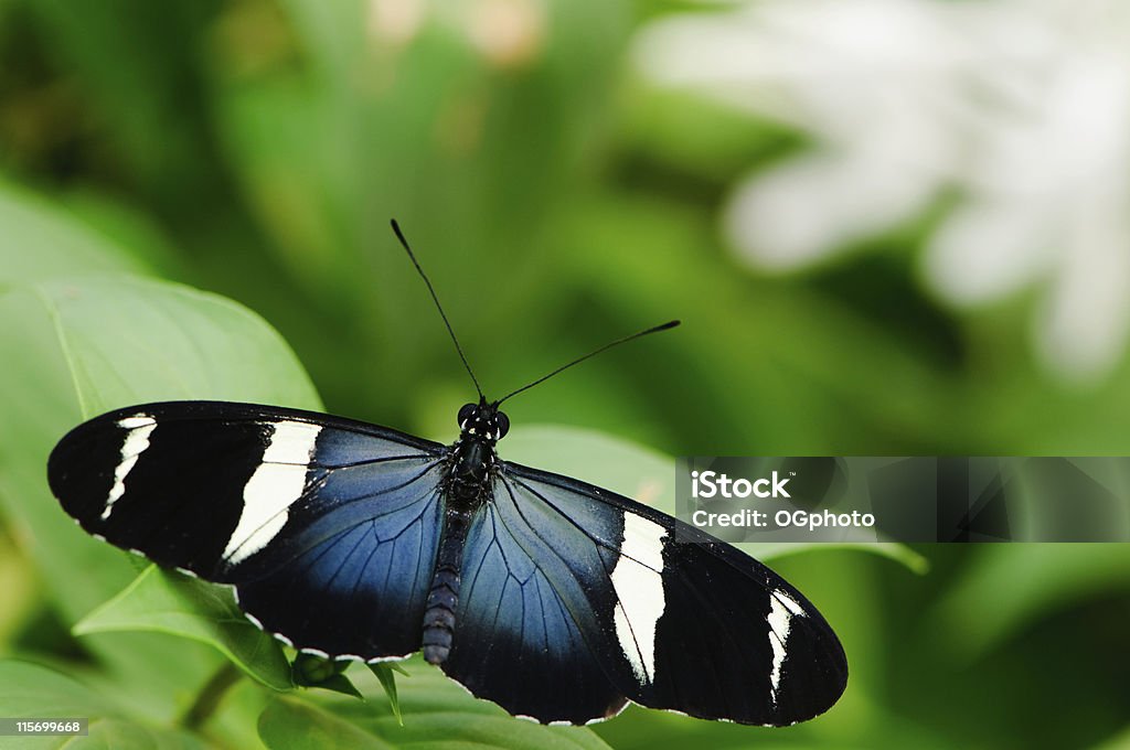 Vista superior do Sara Longwing Borboleta - Royalty-free Animal Foto de stock