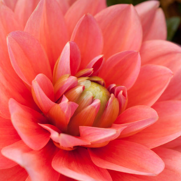 istock pink flower dahlia 1156997734