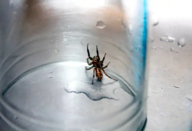 Close up image of a brown furry spider standing up trapped in a waterglass in a steel lavatory.