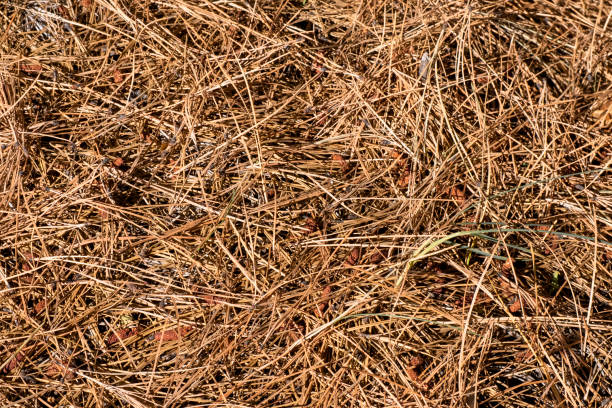 istock Dried pine leaves on the ground 1156999119