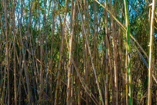 istock Natural background with reeds 1156999258