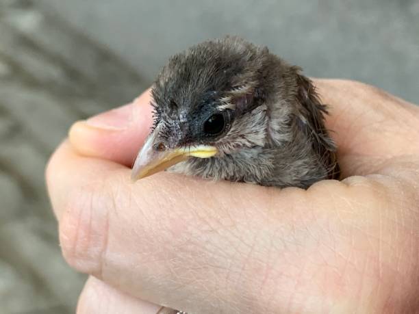 istock Sparrow fallen from the nest. 1156999403