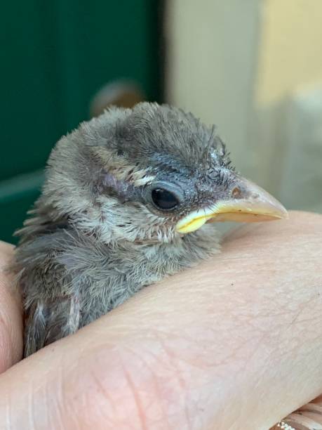 istock Sparrow fallen from the nest. 1156999481