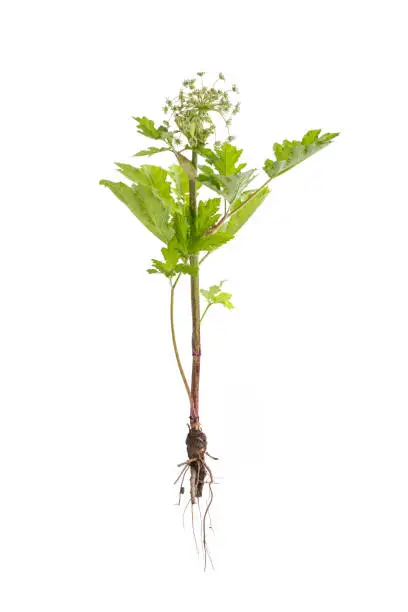 Sample of dangerous toxic plant Giant Hogweed. Also known as Heracleum or Cow Parsnip. Isolated on white background with clipping path. Forms burns and blisters on skin