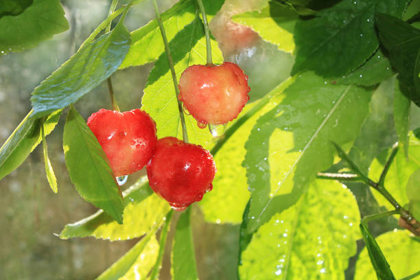 istock Cherry in the garden after the rain, selective focus. 1157002183