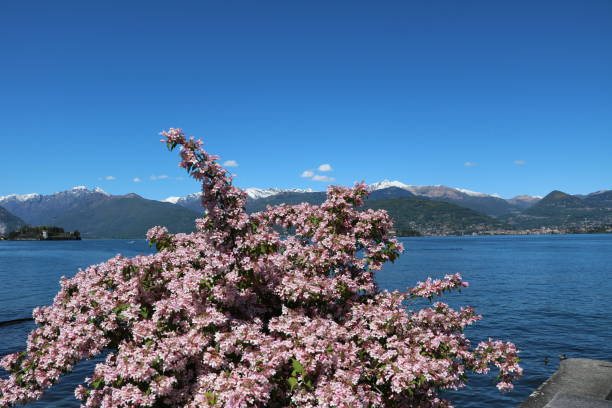 istock Pink Azalea blossoms at Lake Maggiore in spring, Italy 1157002935