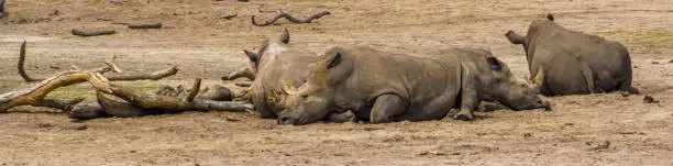 Photo of group of southern white rhinoceroses resting on the ground, Endangered animal specie from Africa