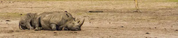 Photo of couple of southern white rhinoceros resting on the ground, Endangered animal specie from Africa
