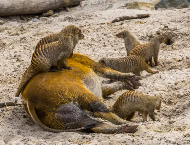 Photo of group of banded mongooses sitting on top of a red river hog, funny and cute animal behaviors