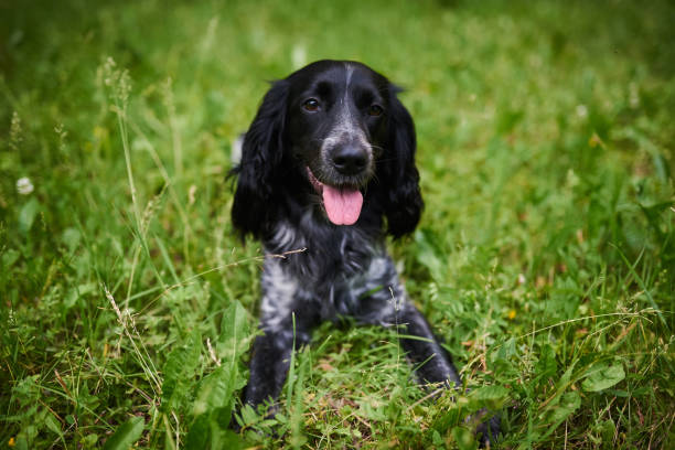 istock Portrait of Russian hunting Spaniel 1157003656