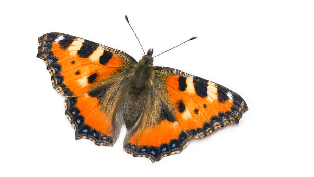 istock Small tortoiseshell butterfly upper side. Aglais urticae. Lepidoptera. Isolated on white background 1157004249