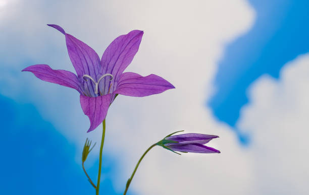Artistic detail of beautiful purple flower head and bud in bell shape on background of blue sky with white clouds. Spring bloom. Eco