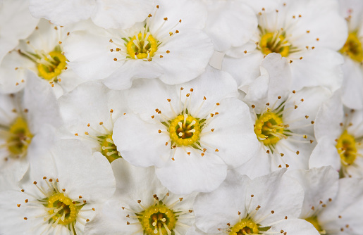 Romantic background. Snowy white blooms with yellow center and long stamens. Flowering spring ornamental shrub closeup